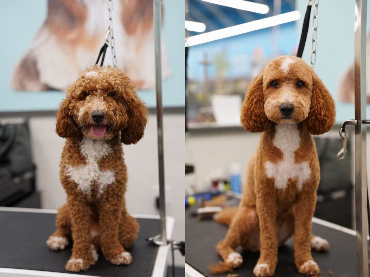 Brown poodle before and after grooming