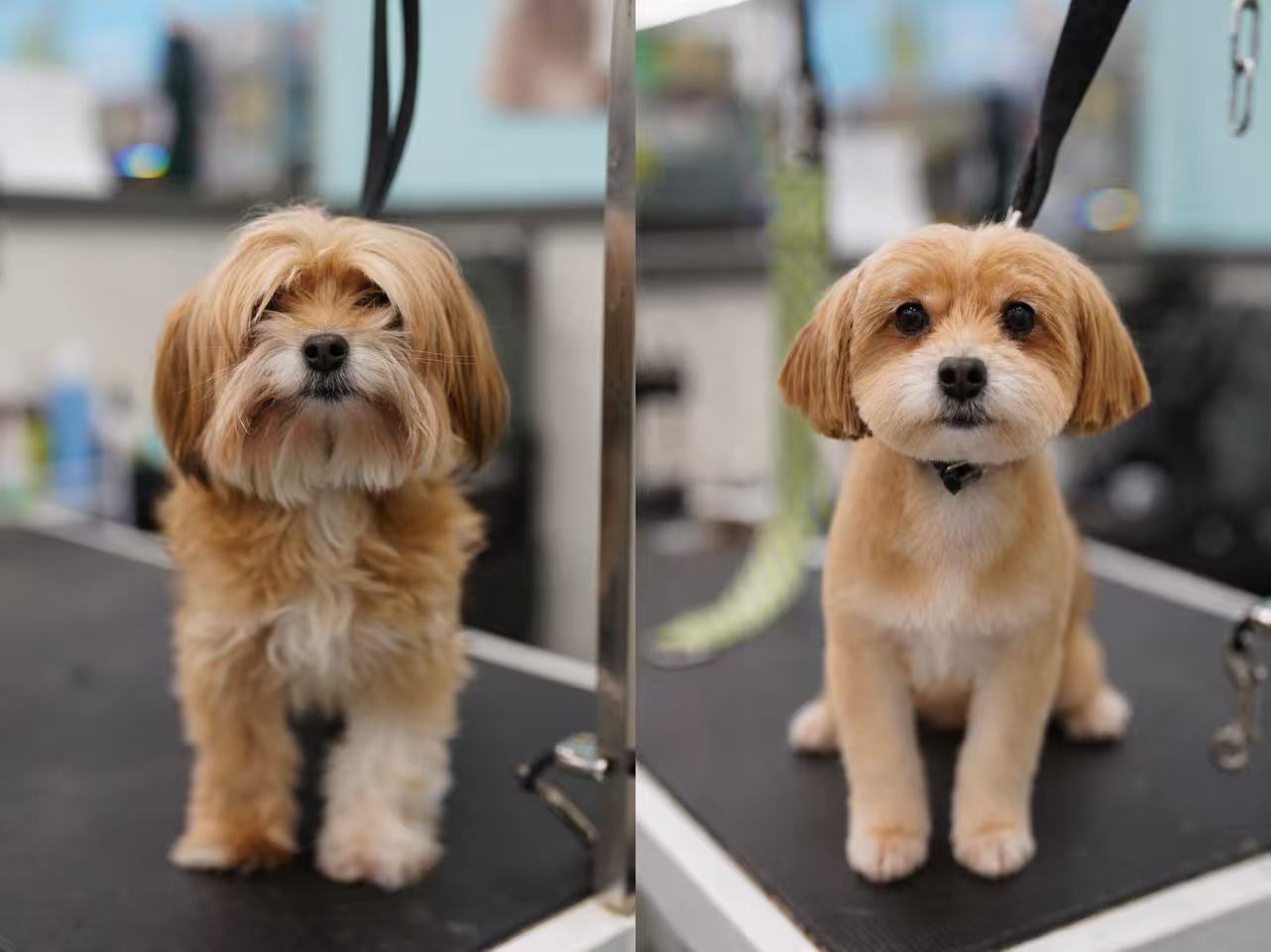 Small tan dog before and after grooming
