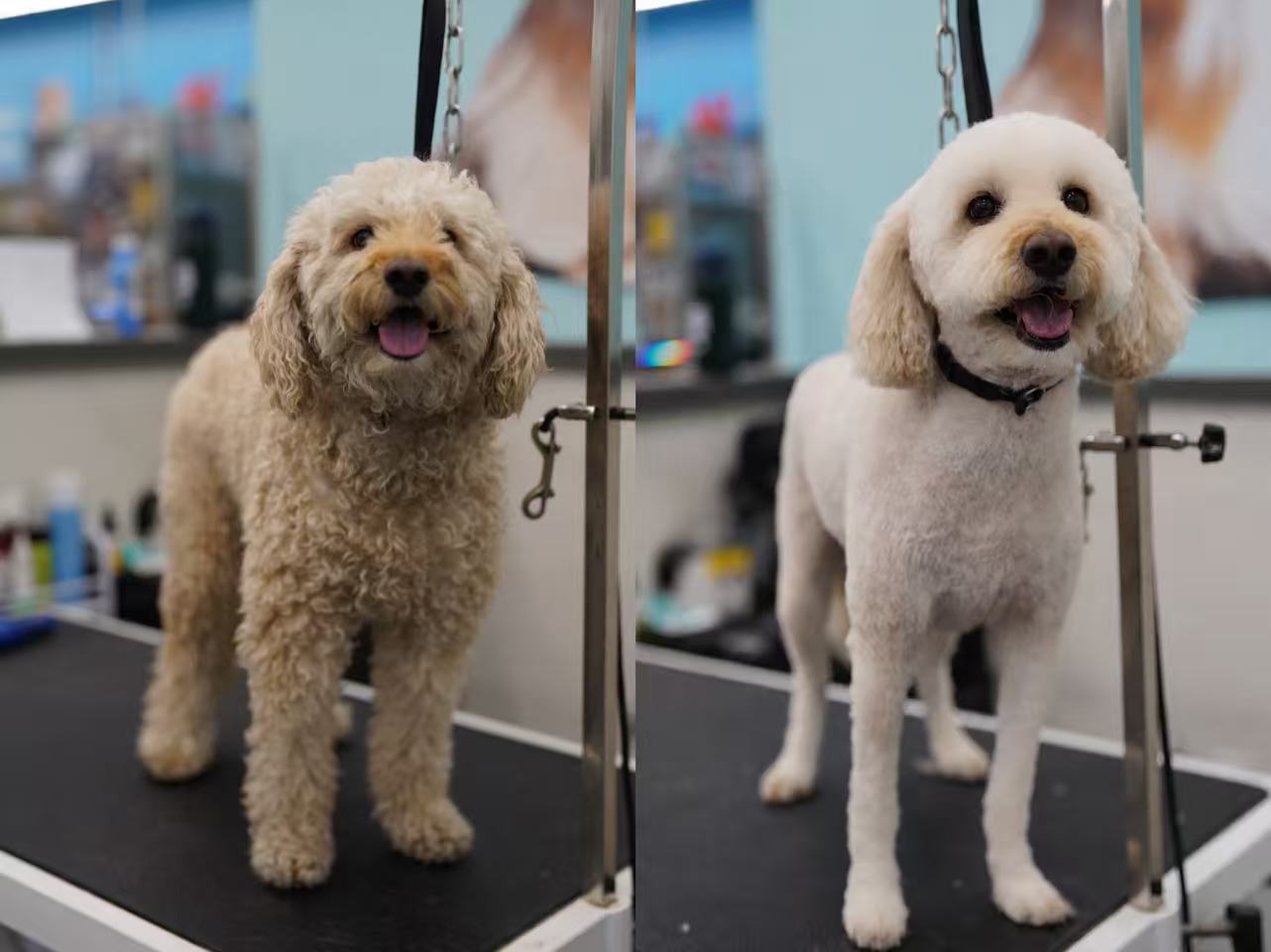 White doodle before and after grooming